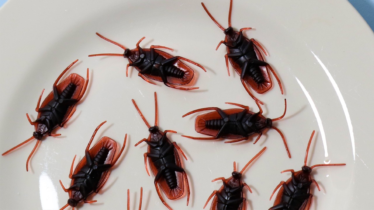 como encontrar nido de cucaracha