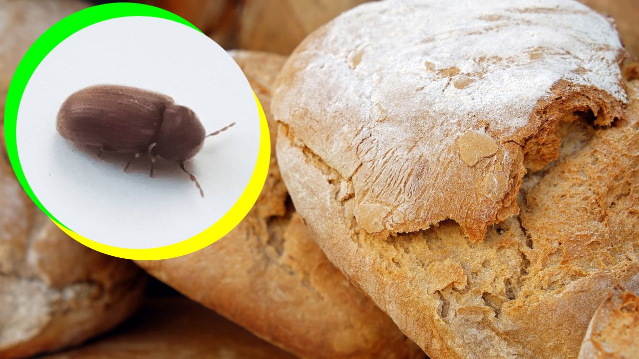 gorgojos del pan
