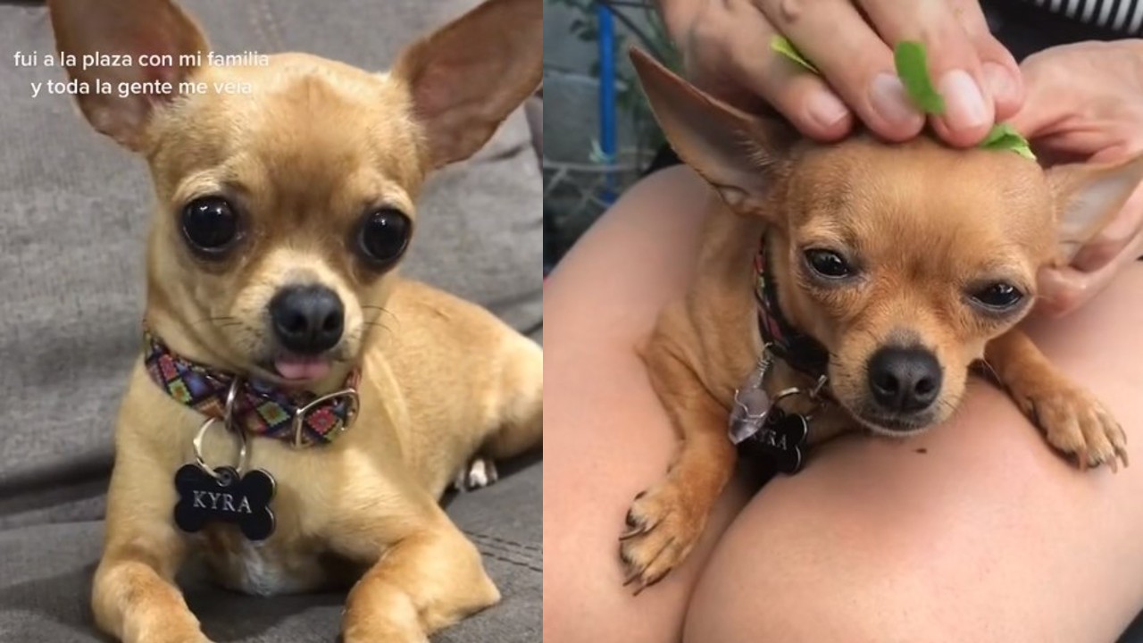 kyra la perrita chihuahua