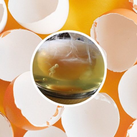 limpia con huevo telarañas