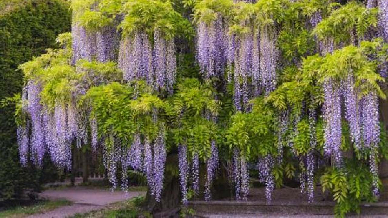 arboles para entrada casa