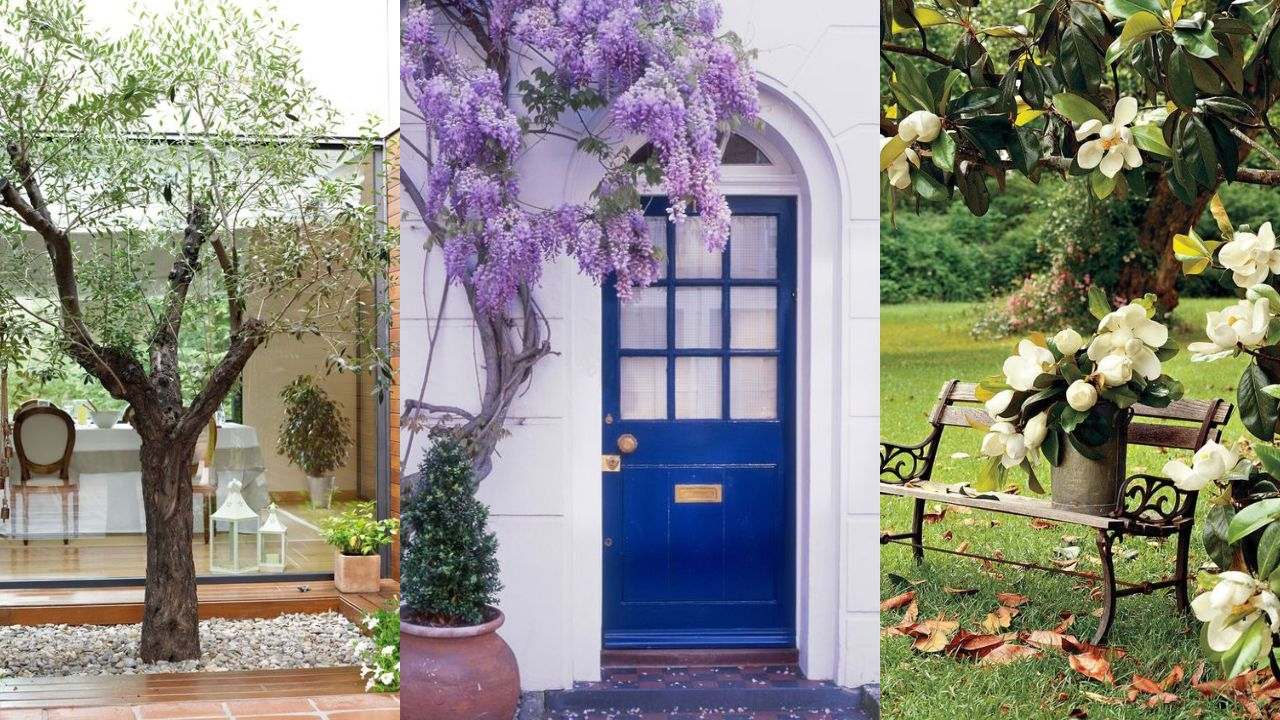 mejores arboles entrada casa