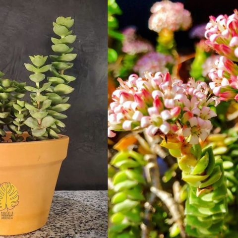 cuidados especiales para que tu suculenta acordeon viva por mucho tiempo