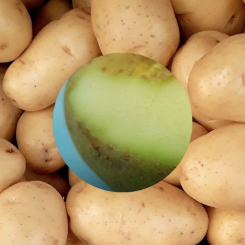 papas con partes verdes