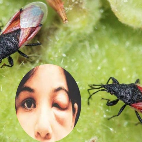 Pic o chinche besucona