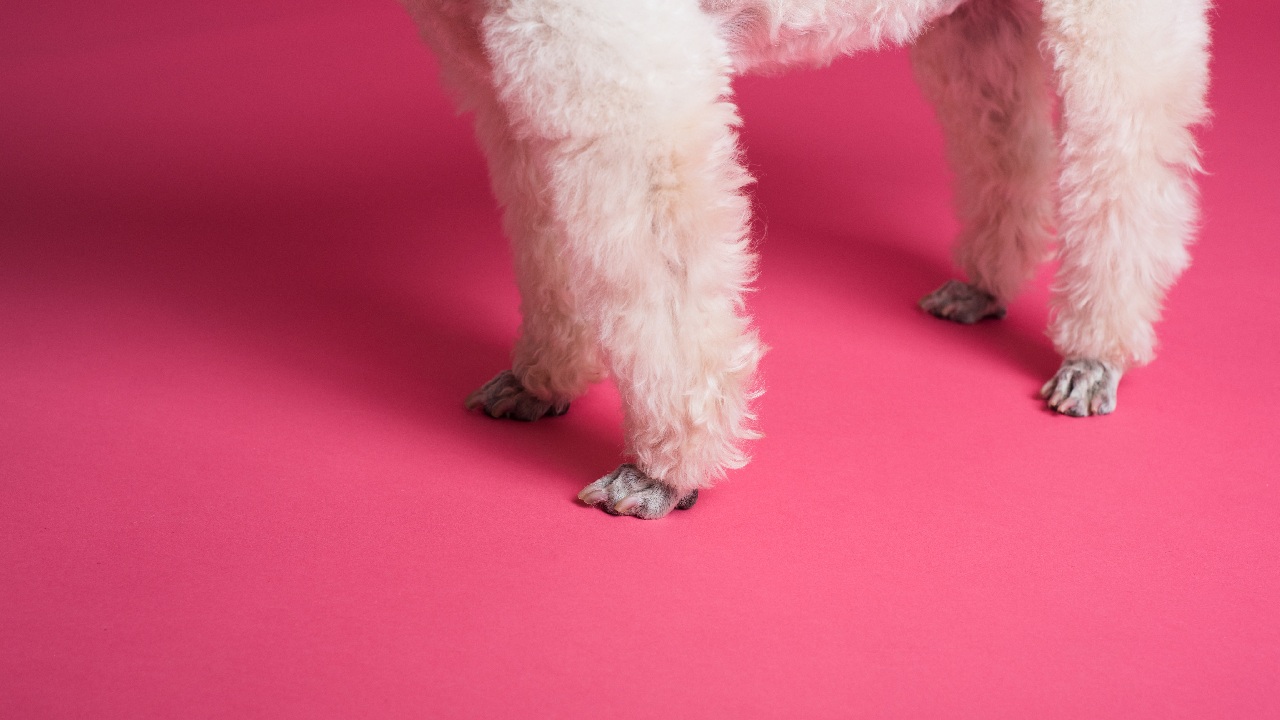 limpiar patas perro toallitas para bebe