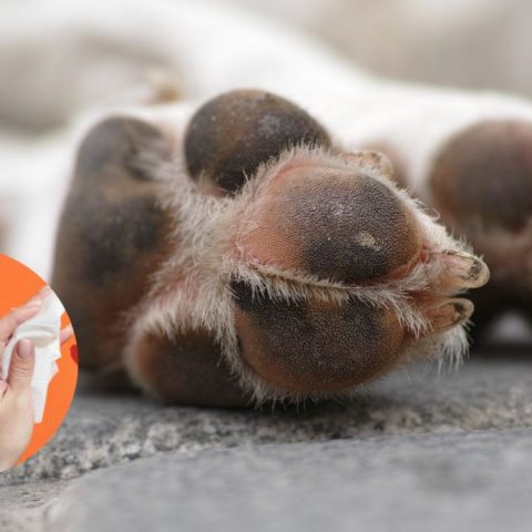 como limpiar patas perro