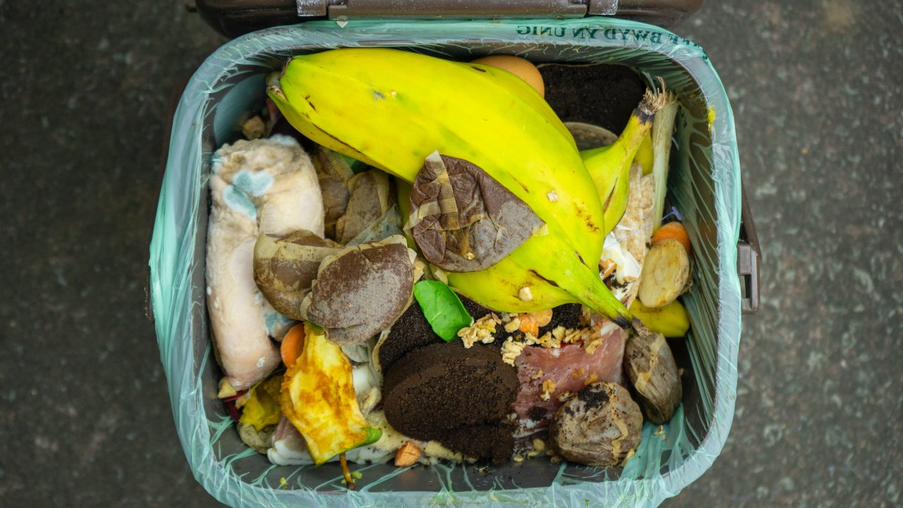 Gusanos blancos cómo eliminarlos