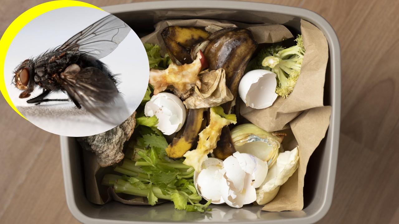 Gusanos blancos cómo eliminarlos