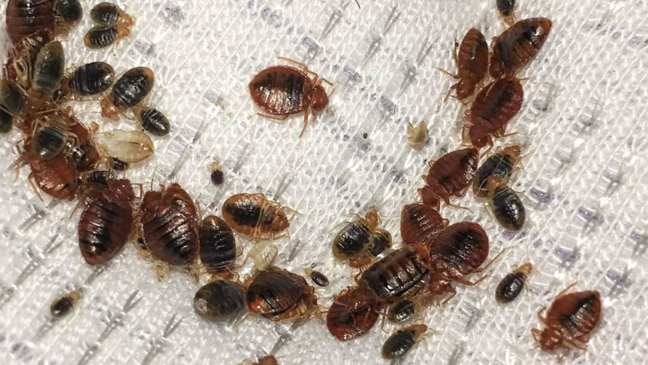 Por qué salen las chinches de cama