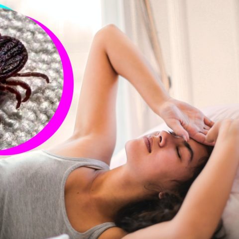 Por qué salen las chinches de cama
