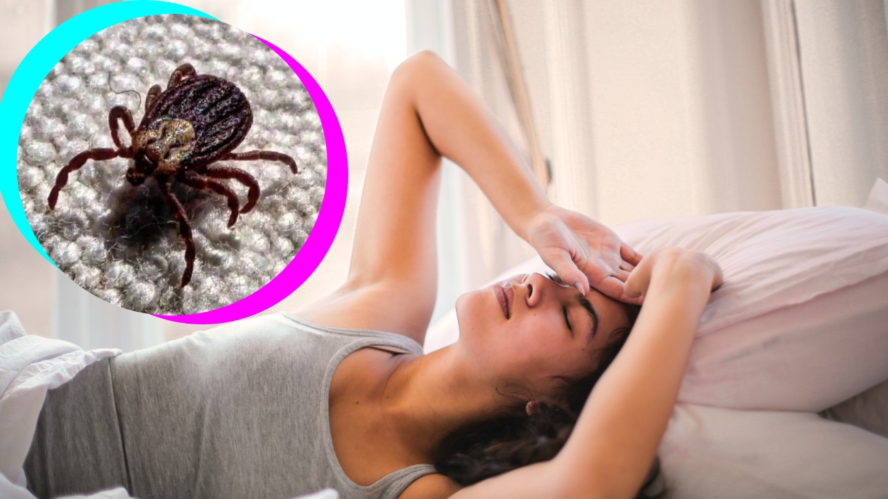 Por qué salen las chinches de cama