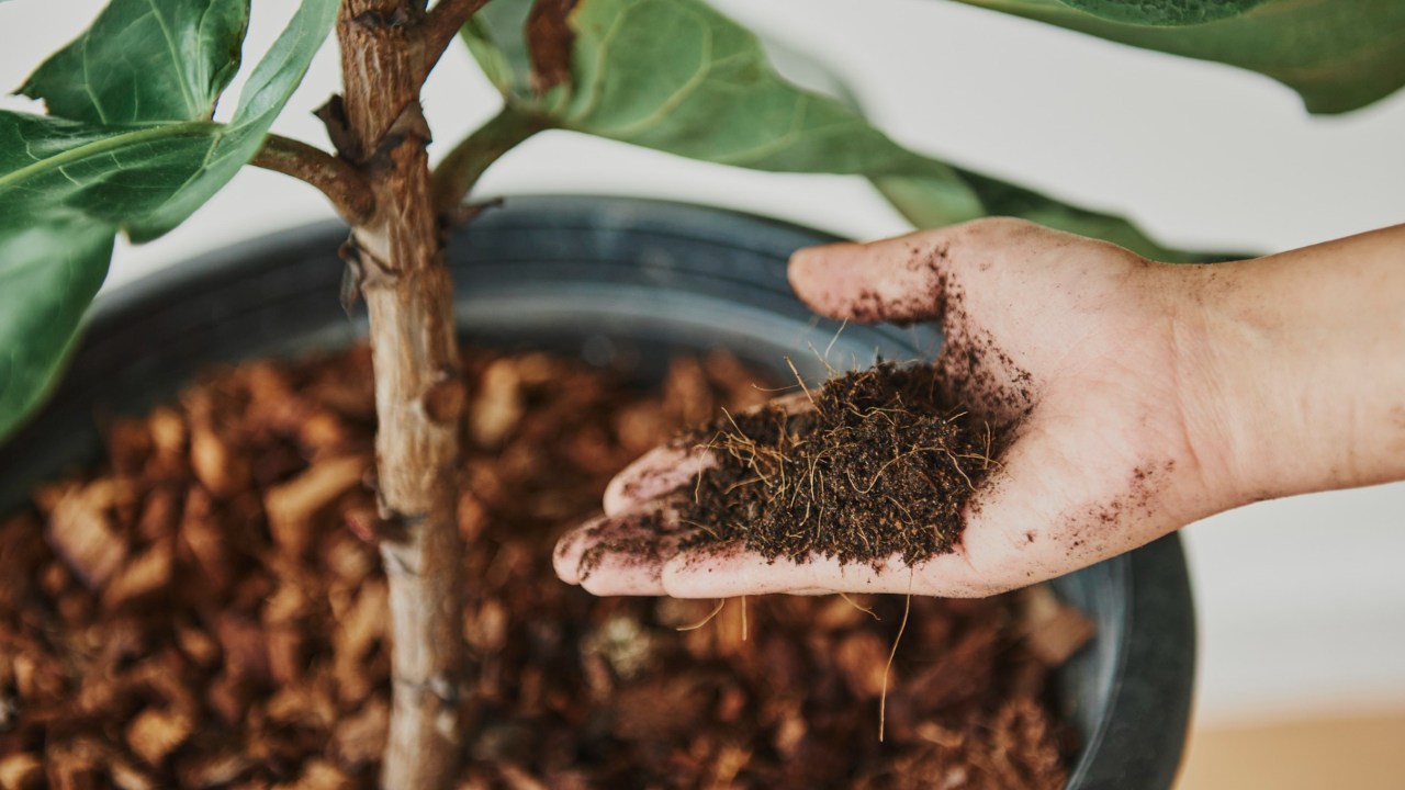 exceso de fertilizante