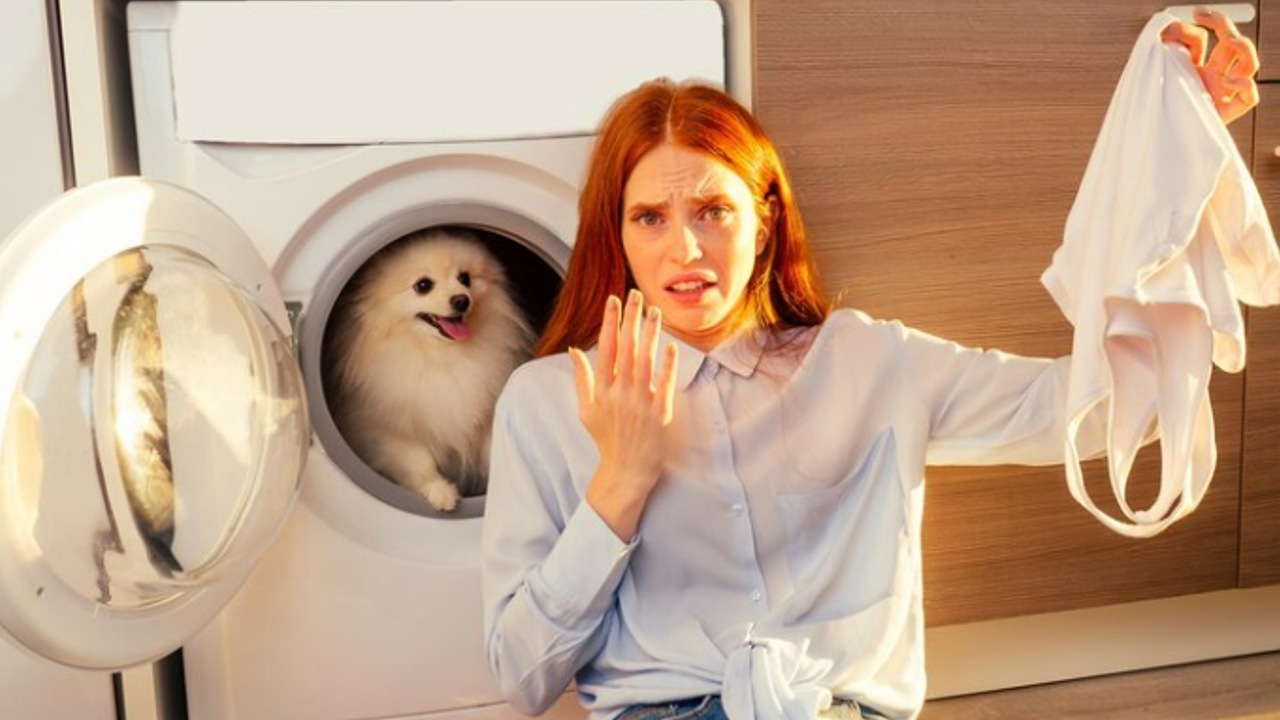 ropa no huela a perro