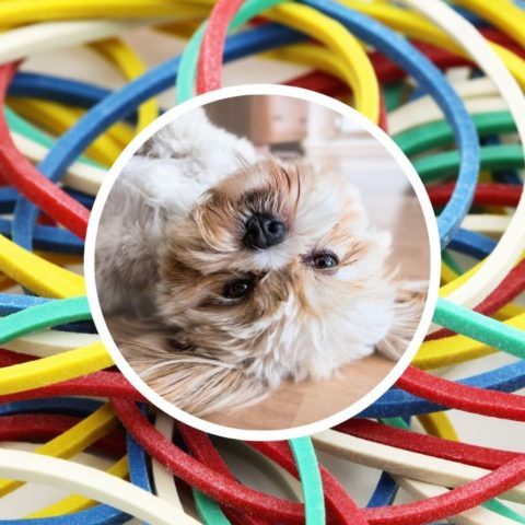 como recoger pelos perro