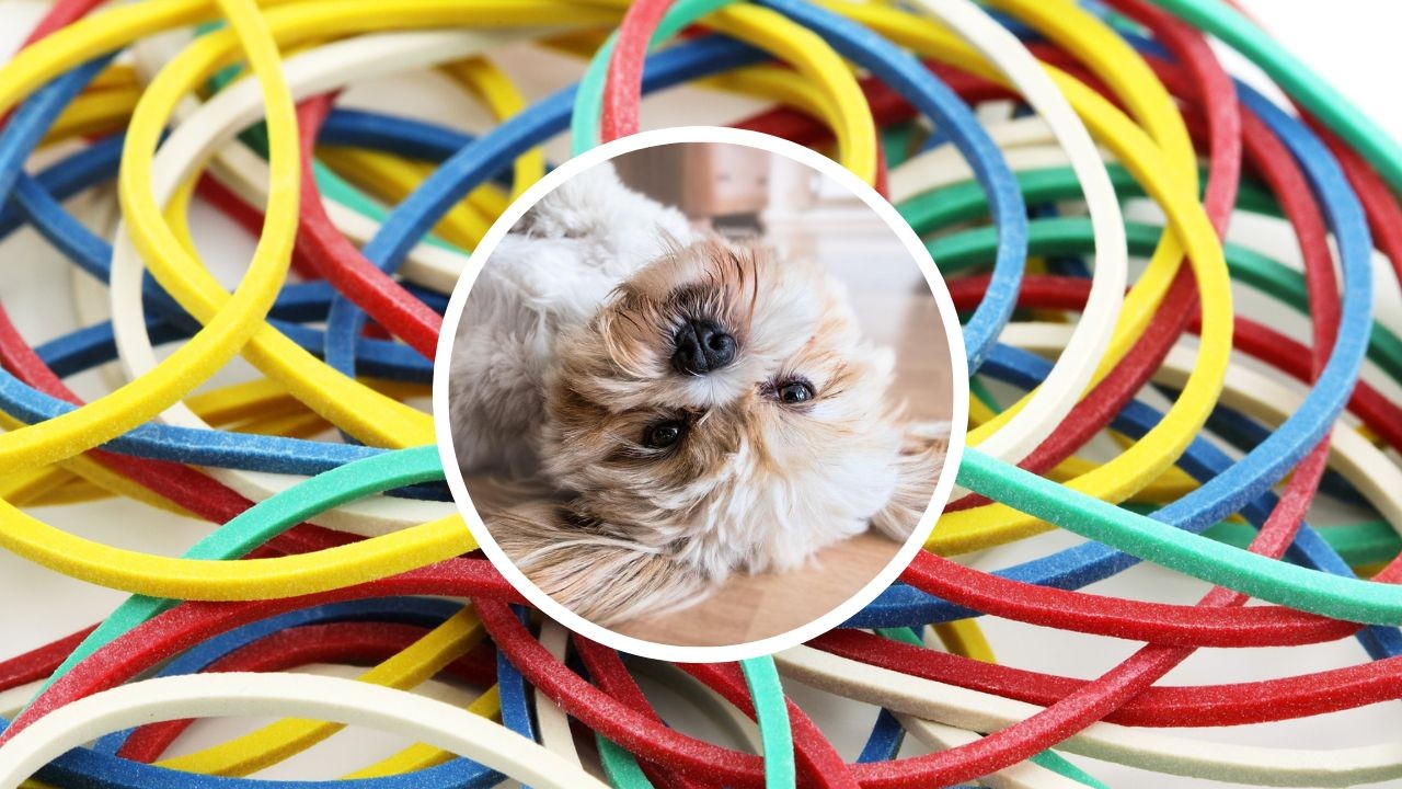 como recoger pelos perro