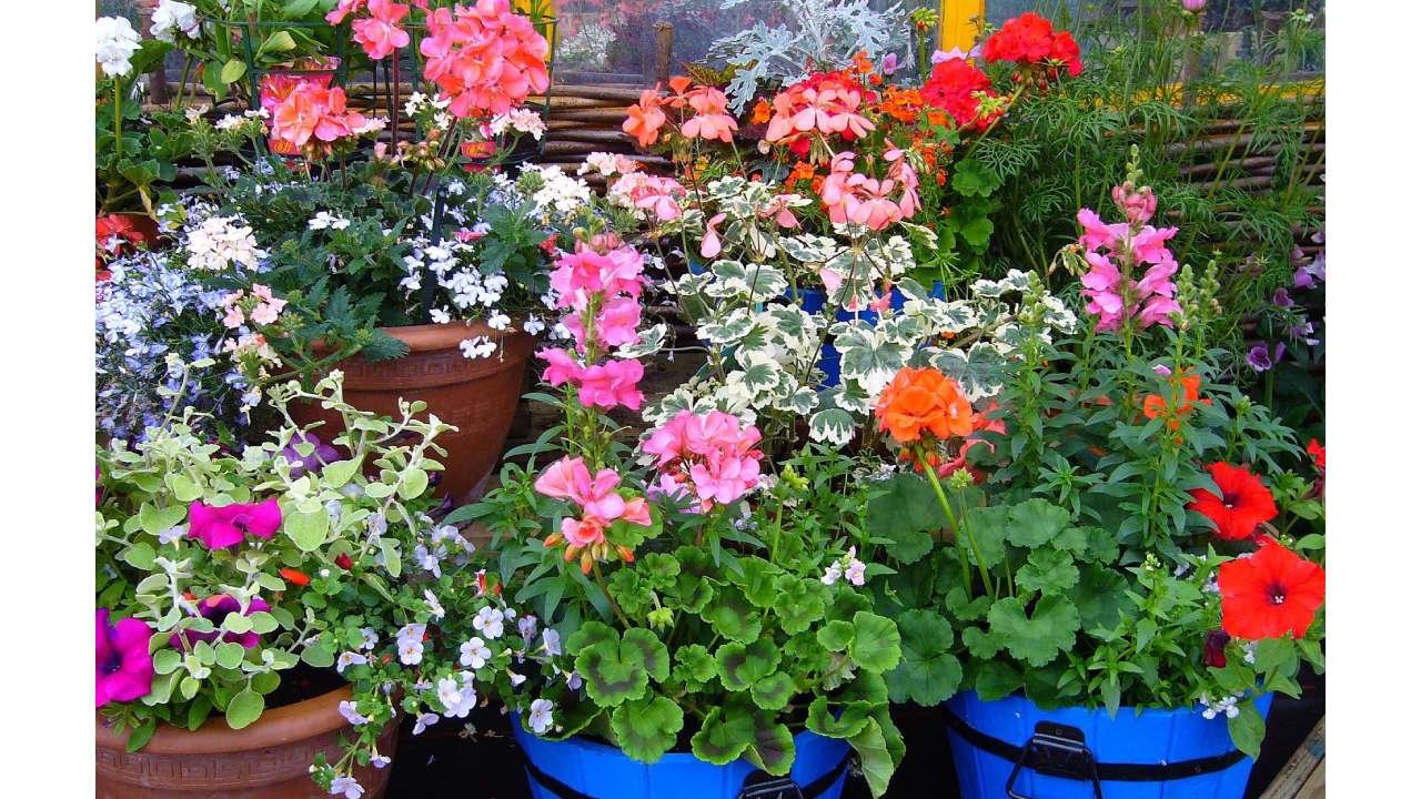 Trucos para que tus plantas den floraciones