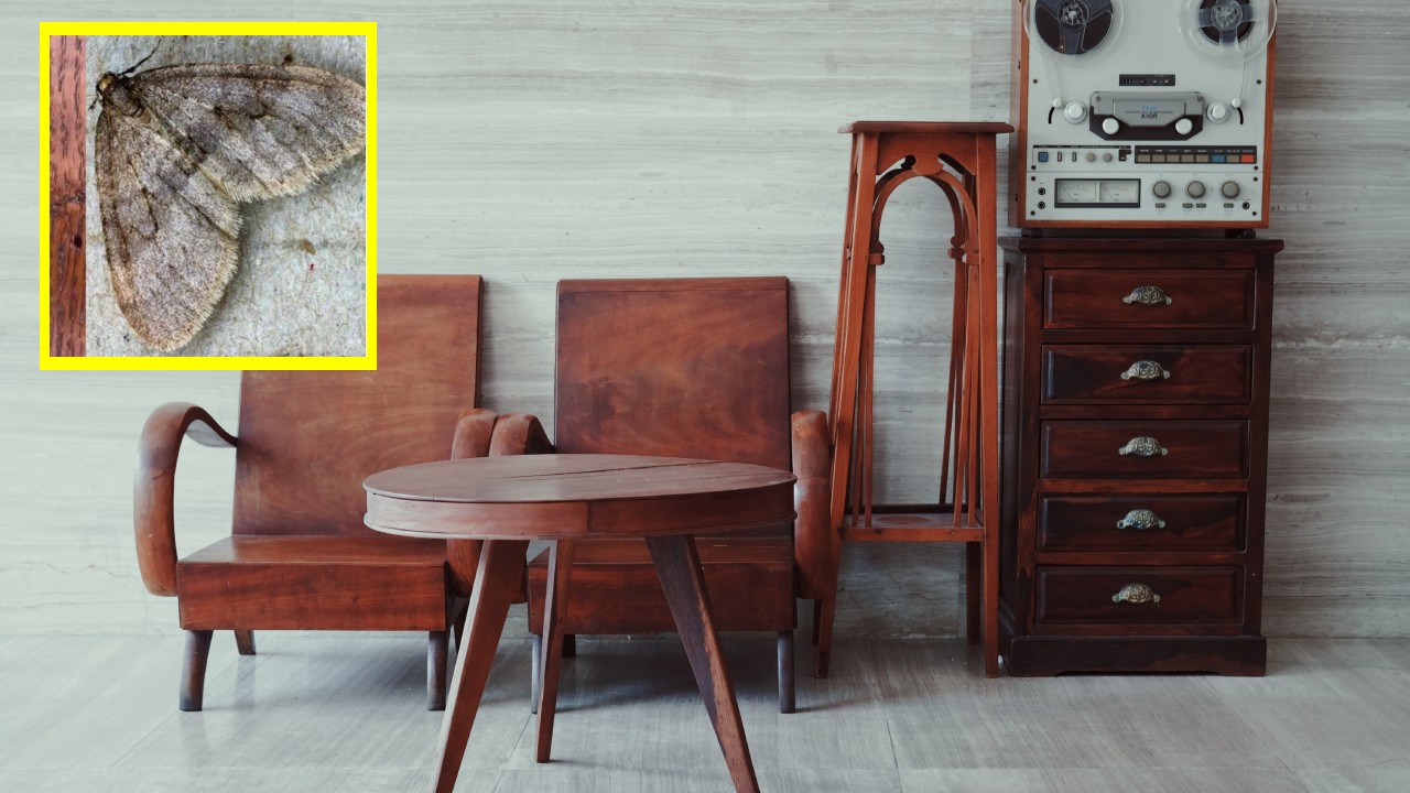 como usar alcohol para eliminar polillas madera