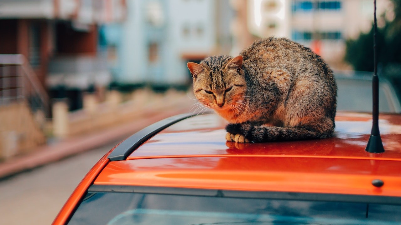 no más felinos en la carrocería