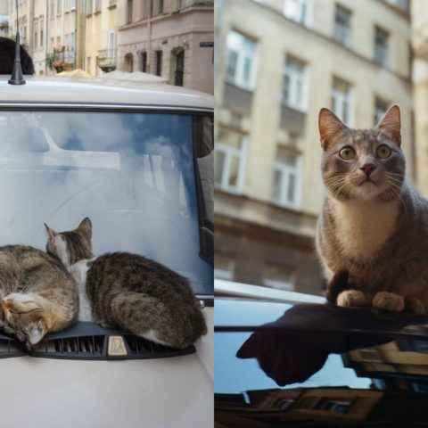 ahuyentar gatos de tu auto