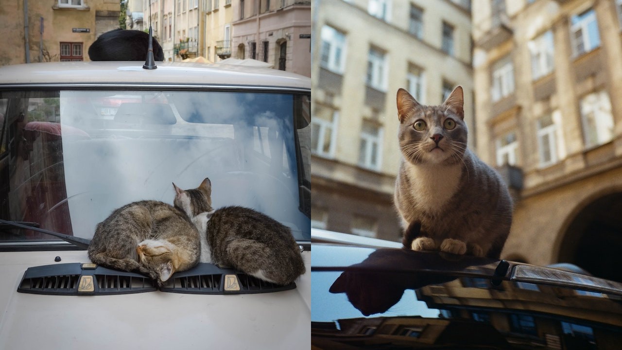 ahuyentar gatos de tu auto