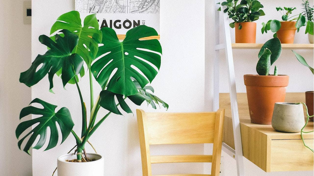 fertilizante para la costilla de Adán