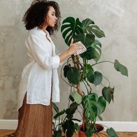 abona tu costilla de adán