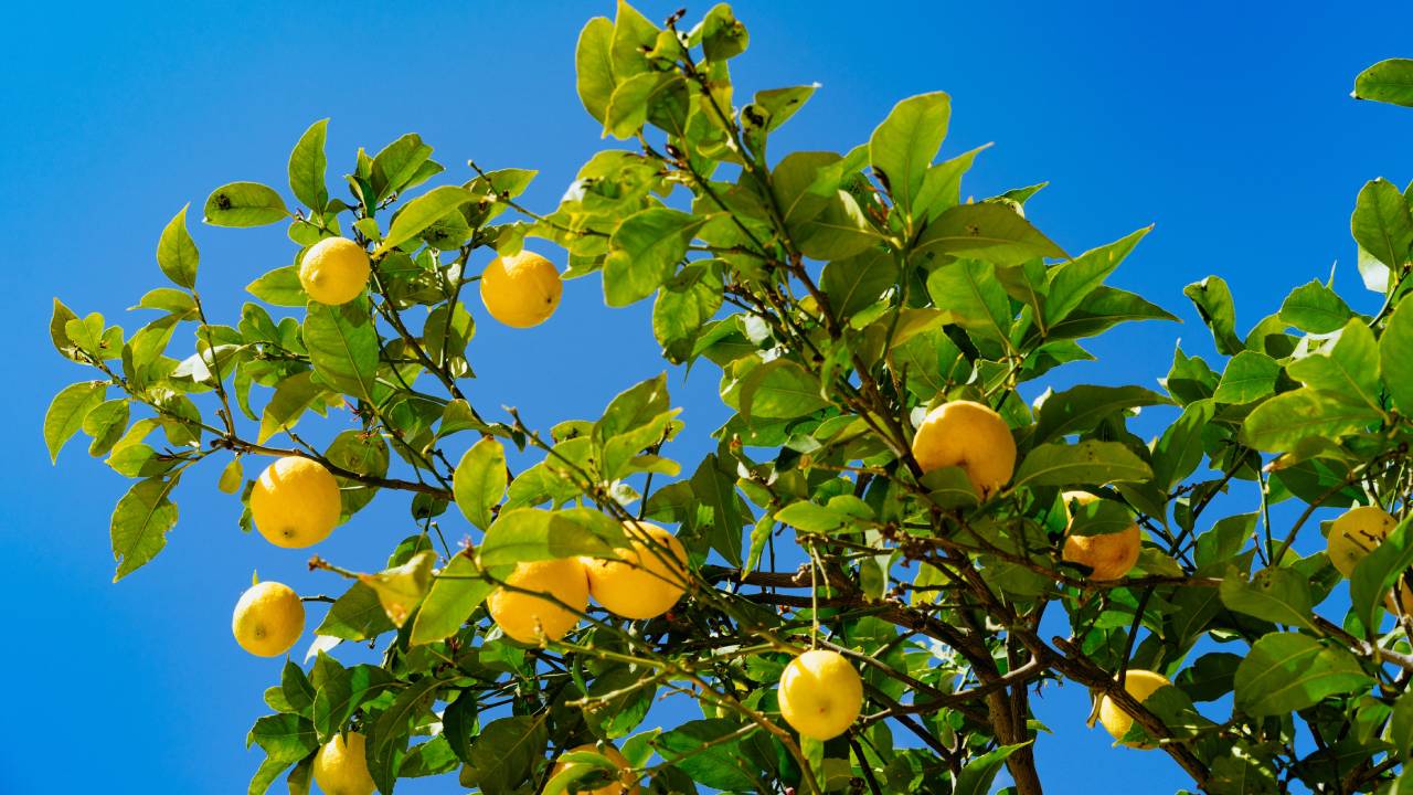 fertilizante de sábila para limonero
