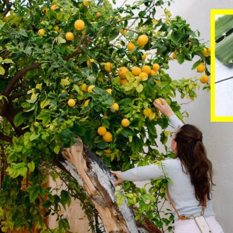 fertilizante de sábila para limonero