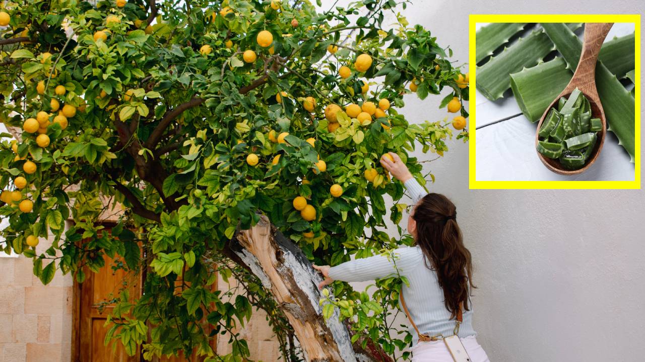 fertilizante de sábila para limonero