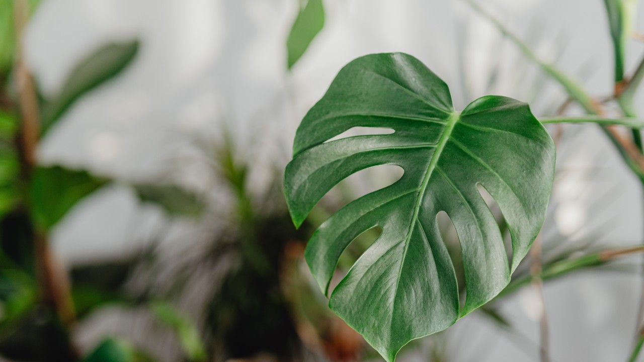 fertilizante para monstera deliciosa