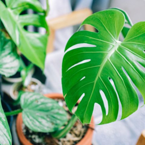 fertilizante para monstera deliciosa