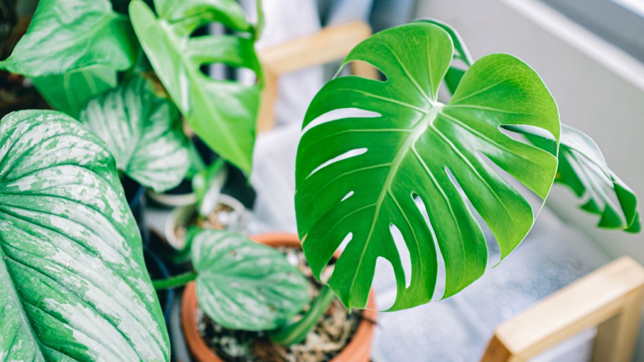 fertilizante para monstera deliciosa