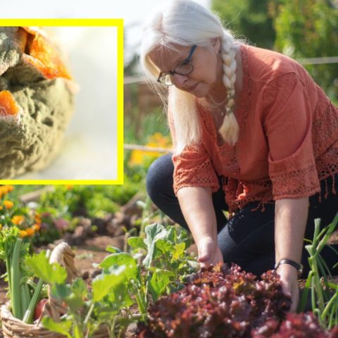 Insecticida con moho de naranjas para eliminar hormigas