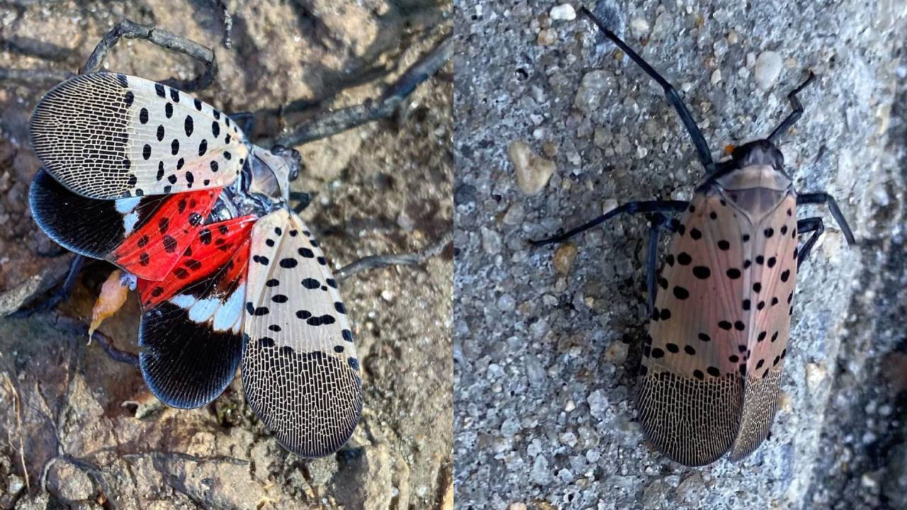 insecto autoridadez piden matarlo