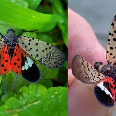 insecto autoridadez piden matarlo