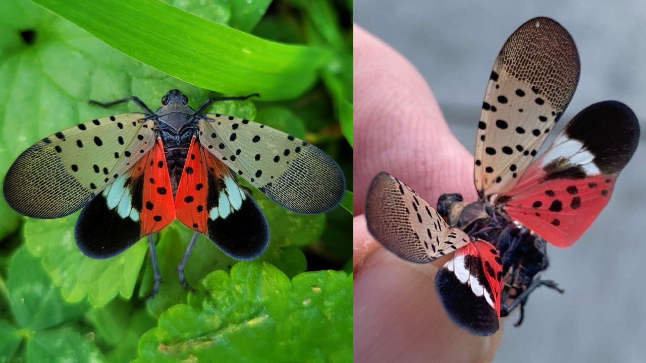 insecto autoridadez piden matarlo