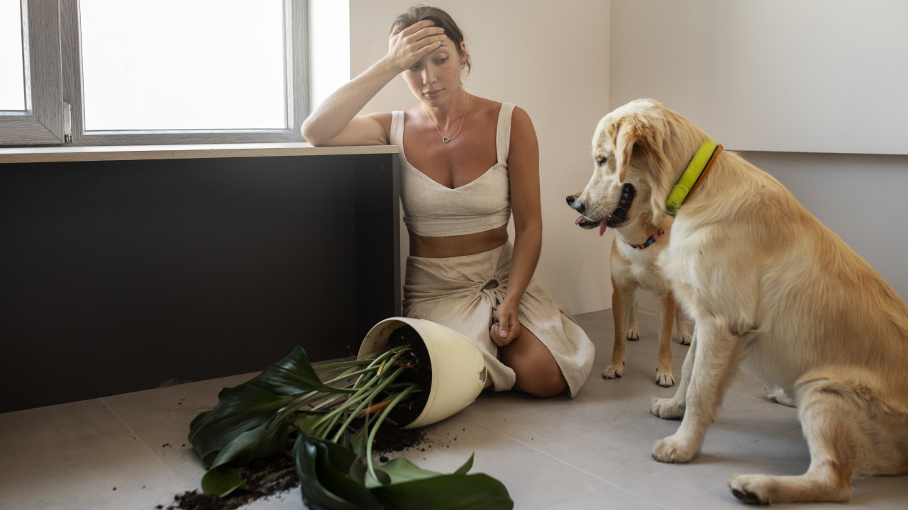 perro se come las plantas