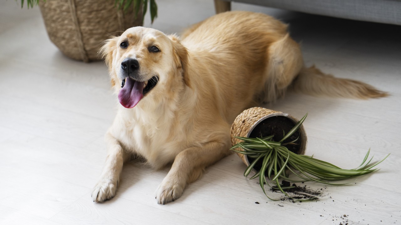 perro se come las plantas