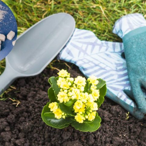 Fertilizante casero con azucar