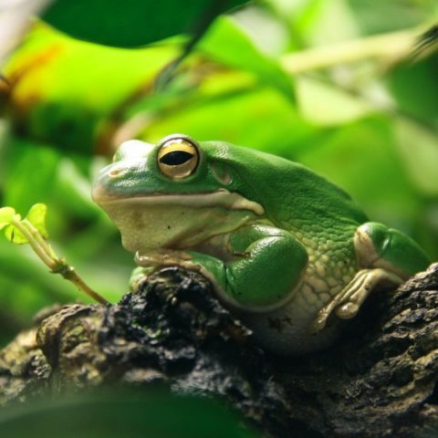 repelente de sapos y ranas jardin