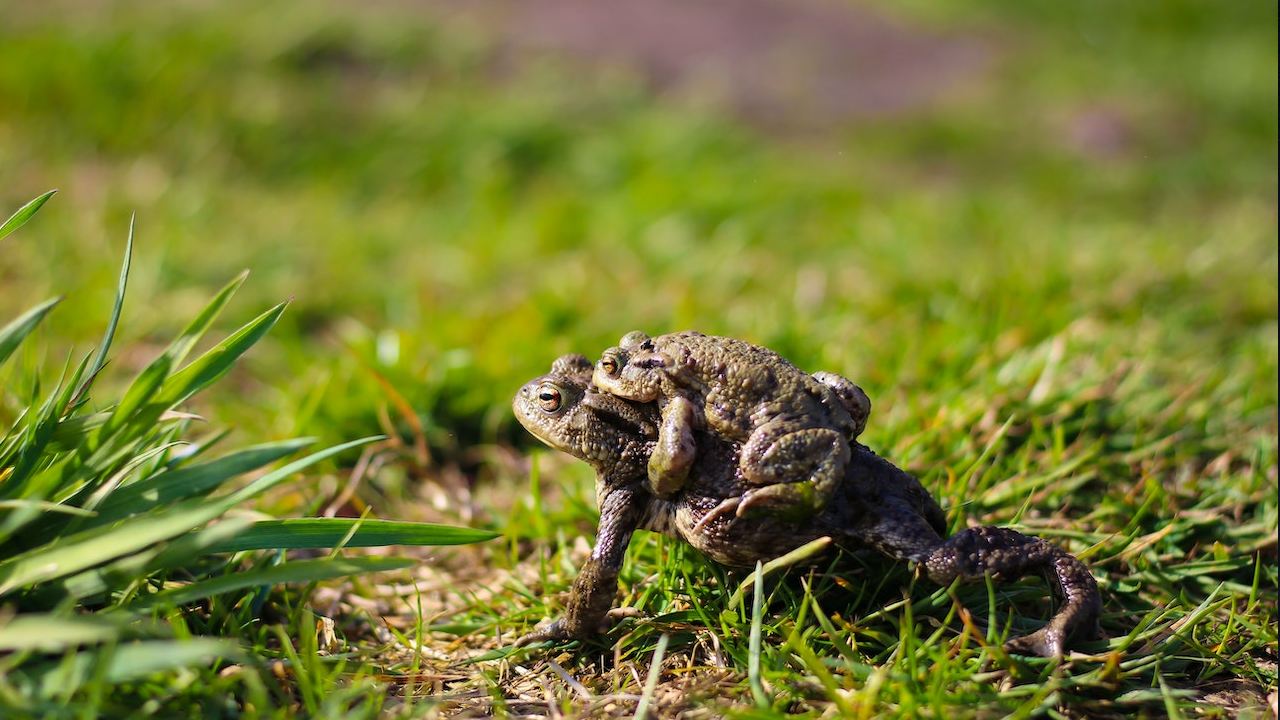 Elimina los anfibios de tu jardín