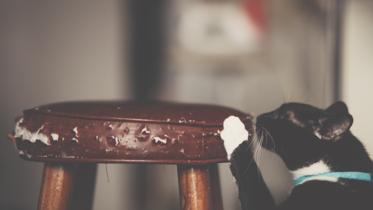 Repelente para que gatos no arañen muebles