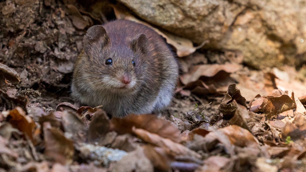 repelente de rábano para ratas y ratones