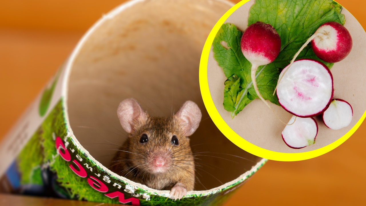 repelente de rábano para ratas y ratones