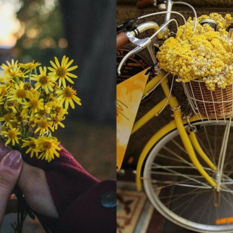 regalar flores amarillas