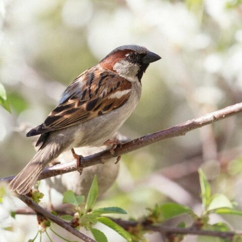 4 alimentos ideales para pajaritos ponlos en tu jardin y se llenara de aves 1