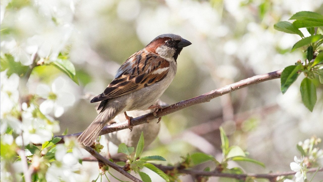 4 alimentos ideales para pajaritos ponlos en tu jardin y se llenara de aves 1