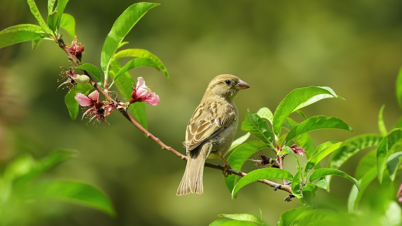 alimento para aves