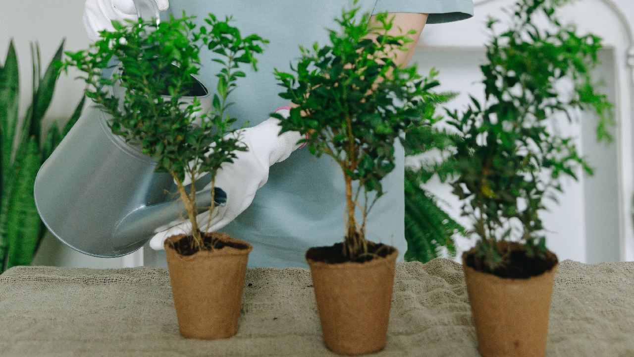 errores que cometes con plantas